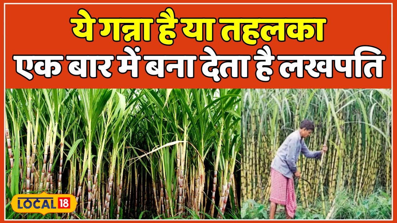 Sugarcane Farming: Ganne ki Kheti से मचाया तहलका, एक बीघा में 6 लाख की कमाई | #local18