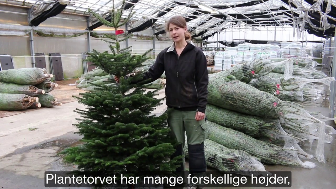 Juletræer fra Plantetorvet.dk