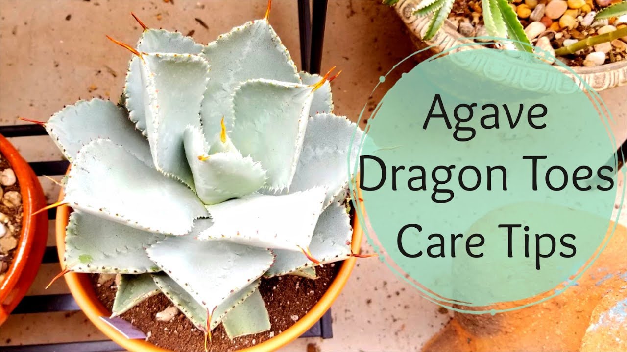 Agave Pygmaea Care tips (Agave Dragon Toes)