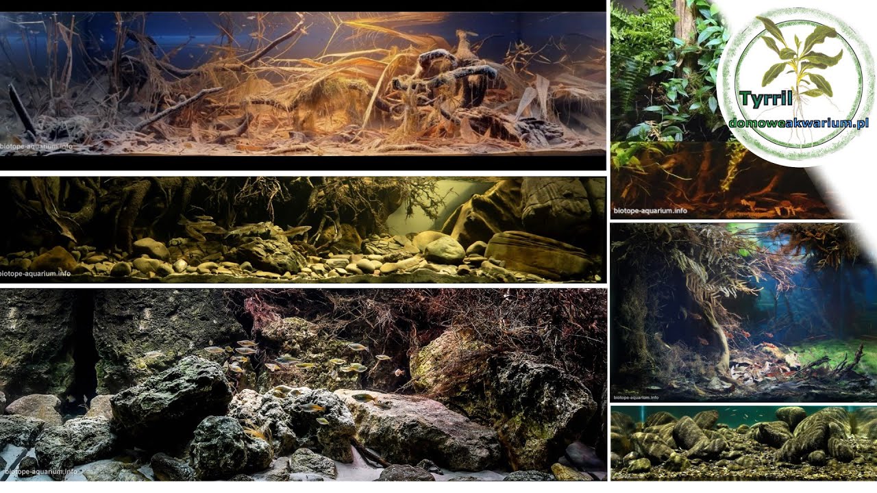 The most beautiful 10 BADC 2020 tanks.