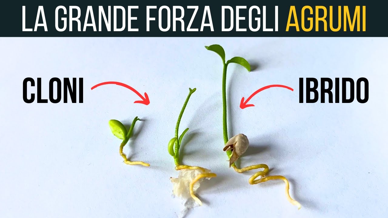 EMBRIONI NUCELLARI🌱CLONARE GLI AGRUMI🍊partendo dal seme | Food Stories