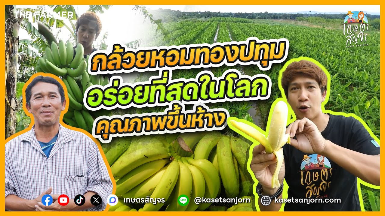 กล้วยหอมทองอะไร อร่อยที่สุดในโลก ต้องยกให้ “กล้วยหอมทองปทุม” หนองเสือ | เกษตรสัญจร