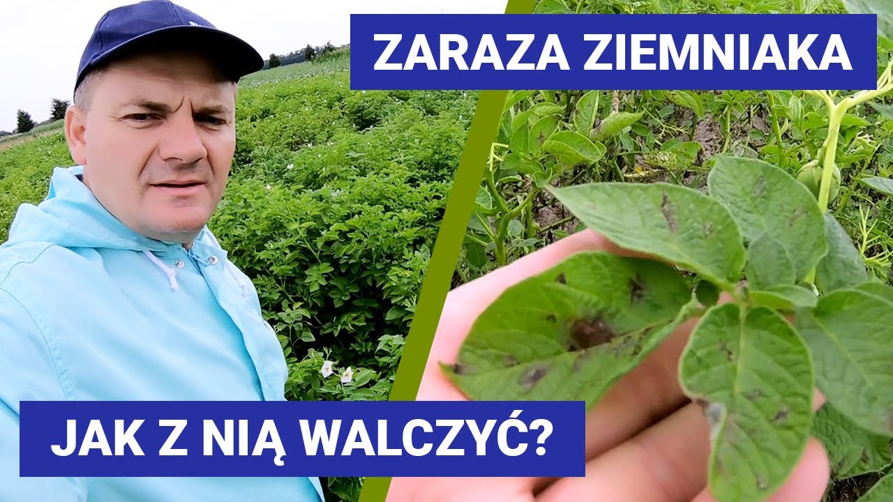 Zaraza ziemniaka - jak z nią walczyć? Jak poradzić sobie z zarazą ziemniaczaną? |CARIAL STAR|RIDOMIL