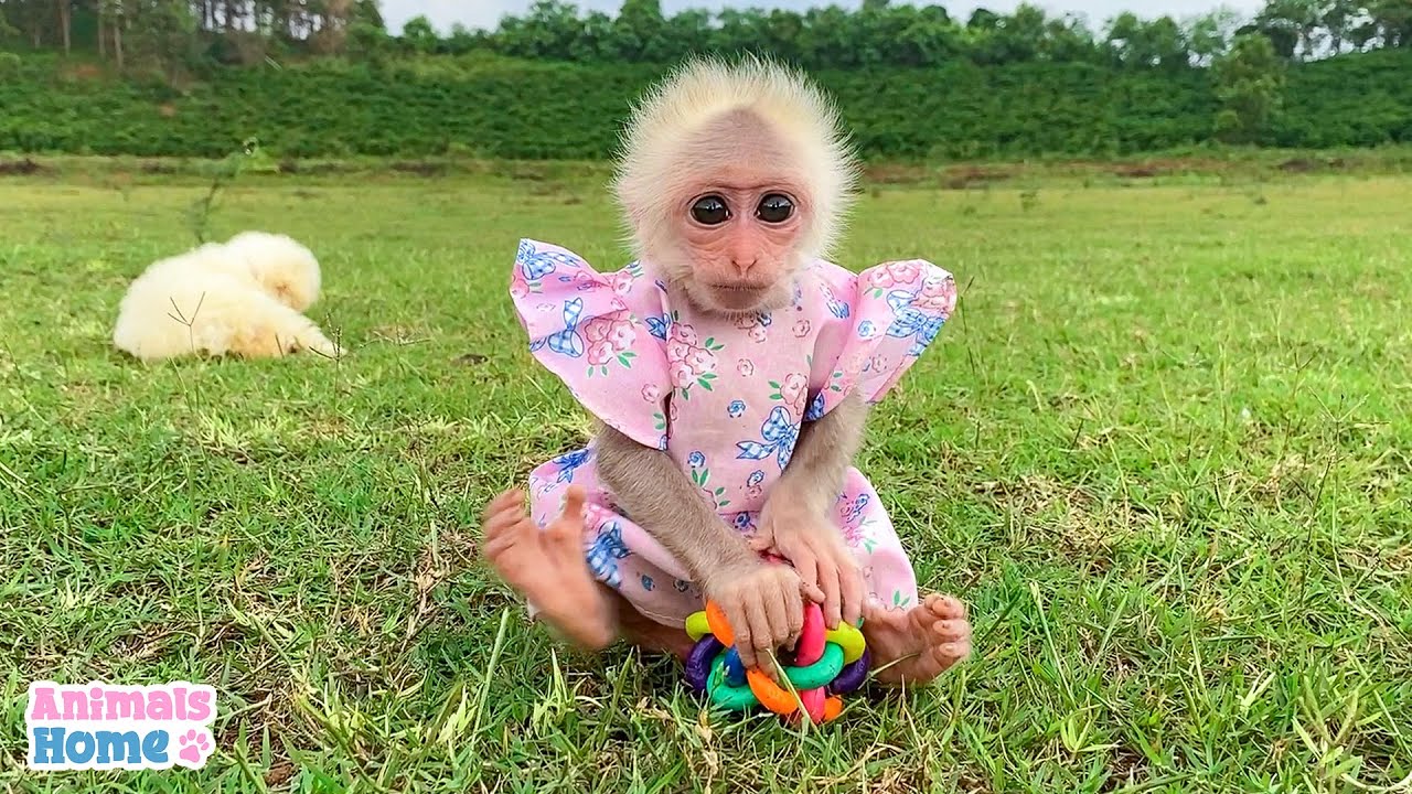Princess BiBi wears new pink color dress! Cutest baby monkey!