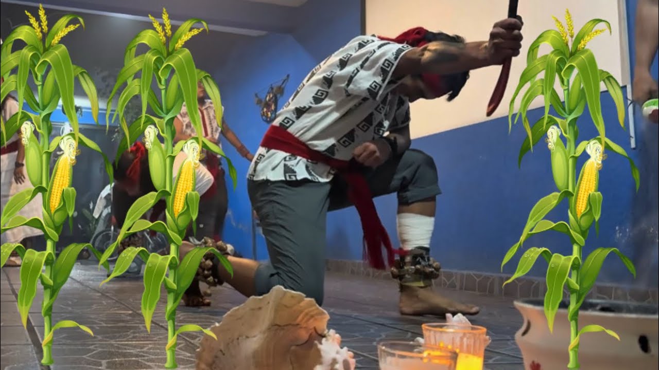 Danza Zentli o maíz. 🌽 