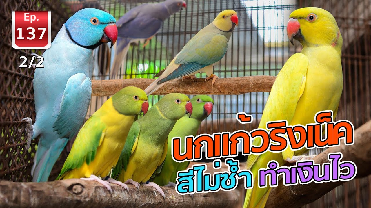 Ringnecked Parakeet นกแก้วริงเน็ค สีไม่ซ้ำ ทำเงินไว - เพื่อนรักสัตว์เอ๊ย EP.137 (2/2)
