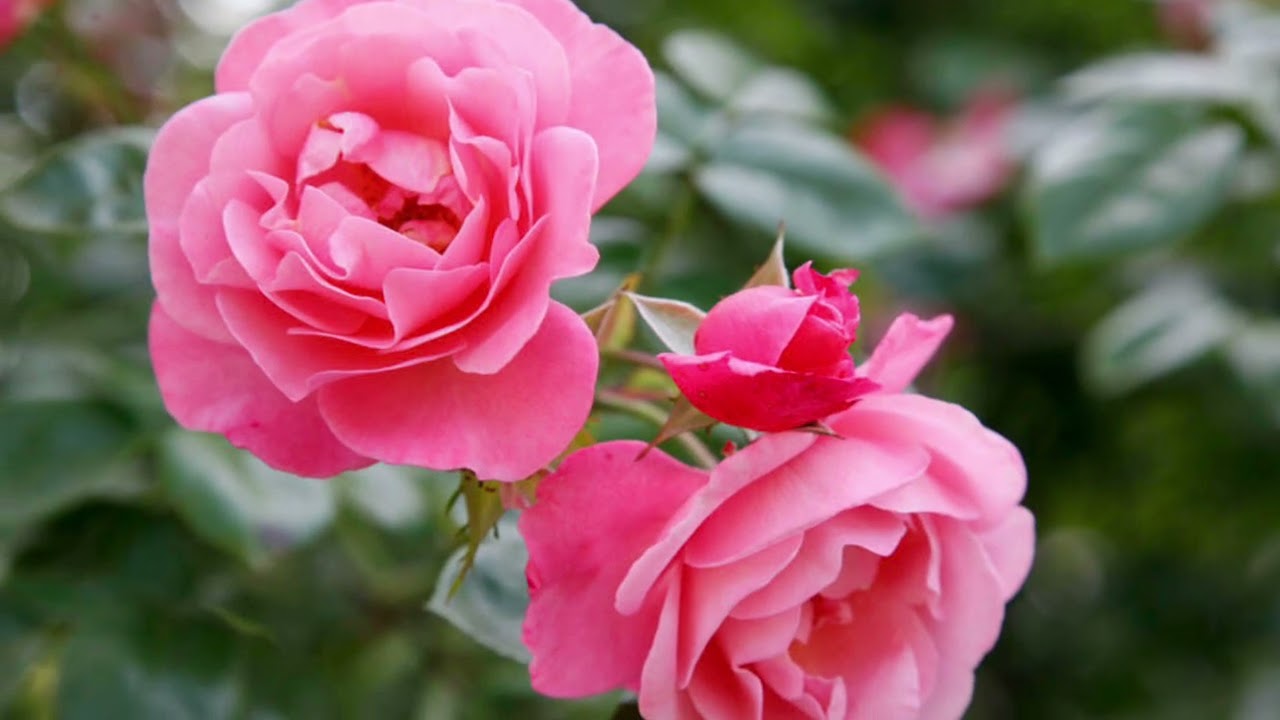 Rosa shining Musik