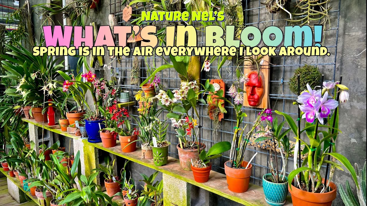 Spring orchids are everywhere! Kicking it off with great educational content filled with orchids.