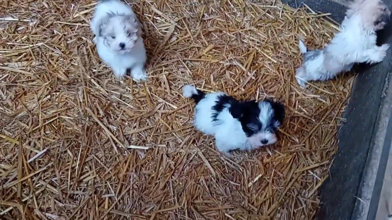 Chiots bichons havanais nés le 8 Octobre