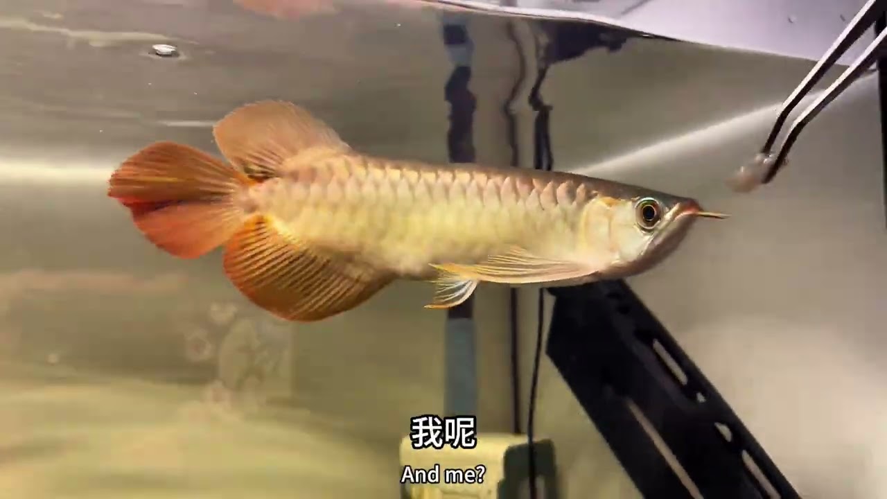 从0养龙鱼六十三集龙鱼小时饲养