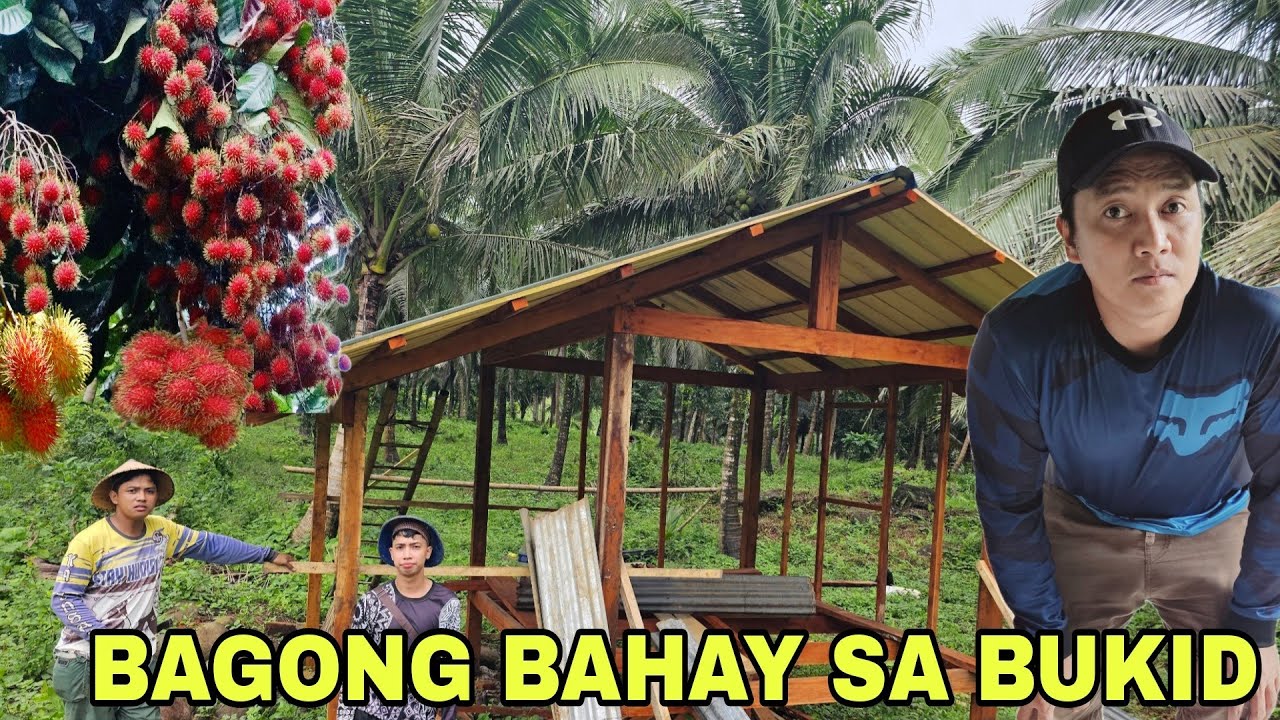 Bagong bahay sa sa niyogan   ganda...Pangunguha ng Rambutan..Sinalakay ng mga uwak at tamsi
