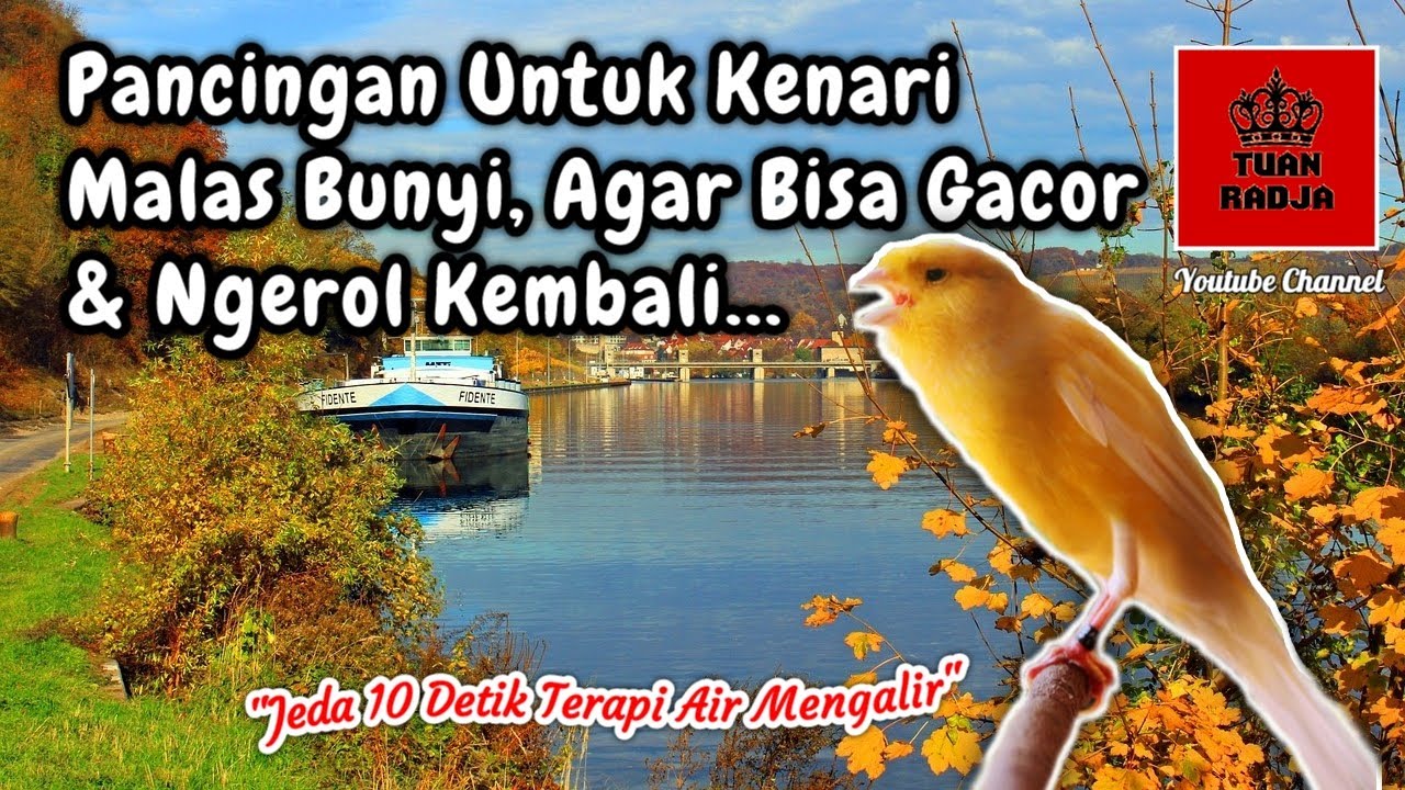 Pancingan untuk kenari malas bunyi agar bisa gacor dan ngerol kembali
