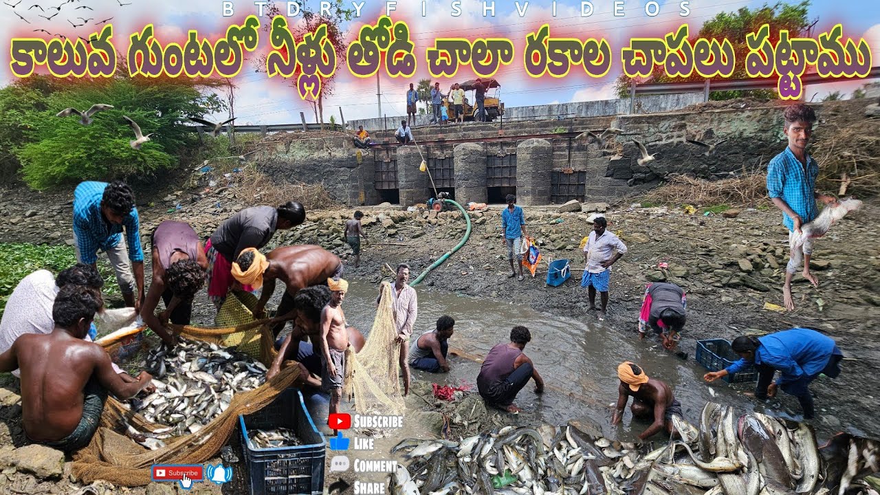 కాలవగుంటలో నీళ్లు తోడి చాలా రకాల చేపలు పట్టాము