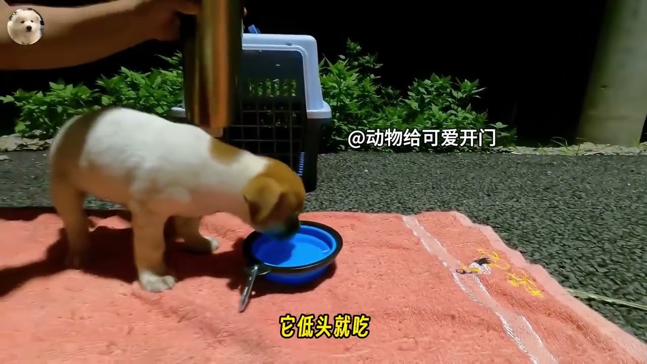 被遗弃的小狗疯狂追车，原因让人心碎！