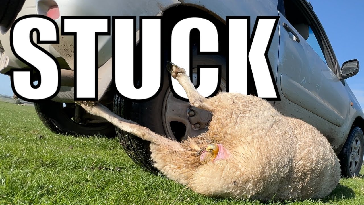 Vroom Vroom Let's Leave the Womb. Australian Sheep Farm Vlog