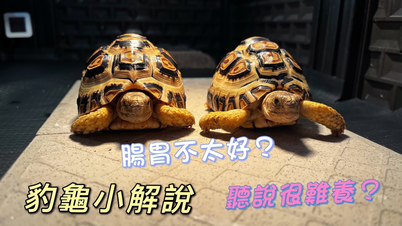 豹龜小解說！東非豹跟西非豹？豹龜真的很難養嗎？