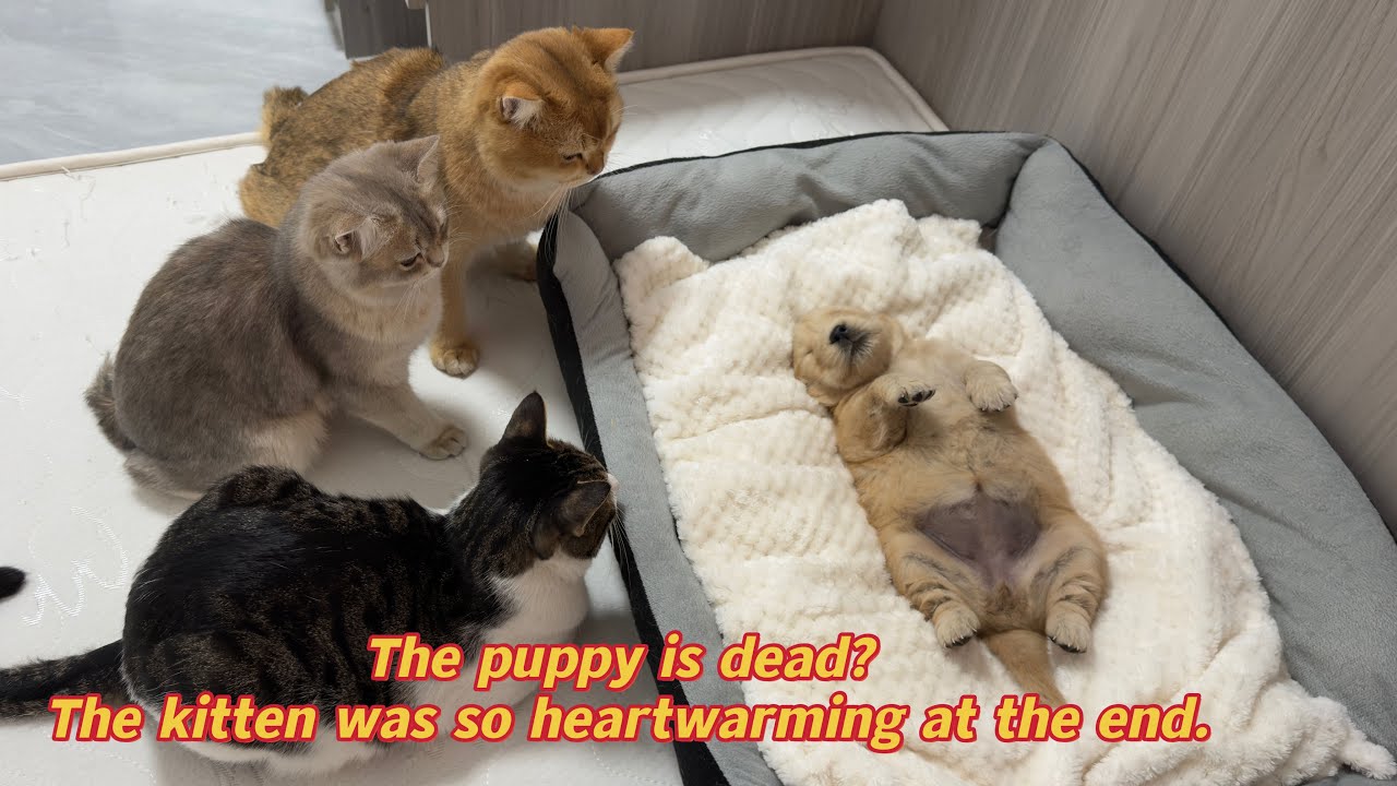Suspecting that the golden retriever puppy is dead,all the cats are worried!kitten feeds the puppy.