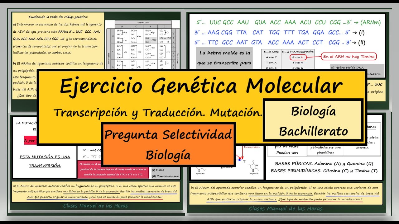 Ejercicio de Genética Molecular. Transcripción y Traducción. Selectividad (EBAU. EVAU) Biología.