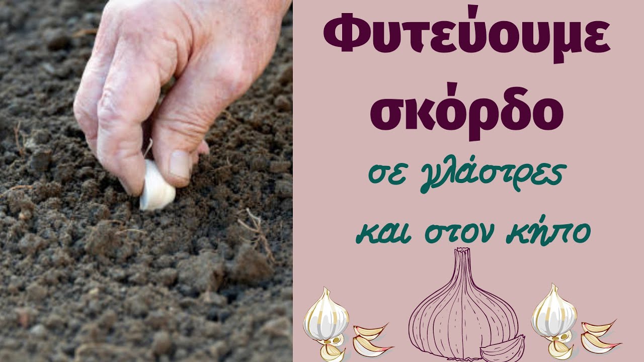 Φυτεύουμε βολβούς σκόρδου σε γλάστρες και στον κήπο