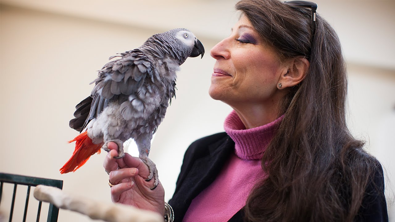 Can Animals Think? What Birds Can Tell Us About Animal Intelligence