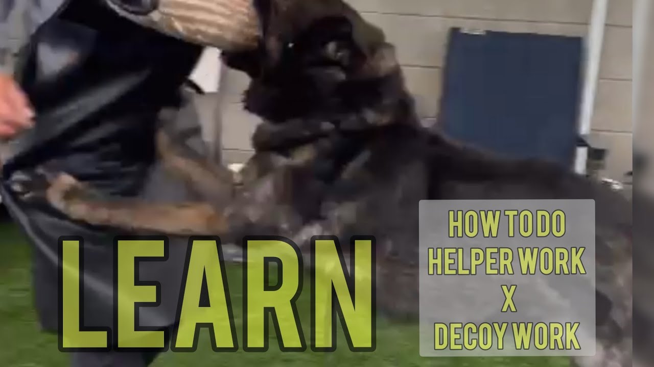 Basic tips on how to become a IPO,IGP, Schutzhund Helper - Learn how to use a protection sleeve