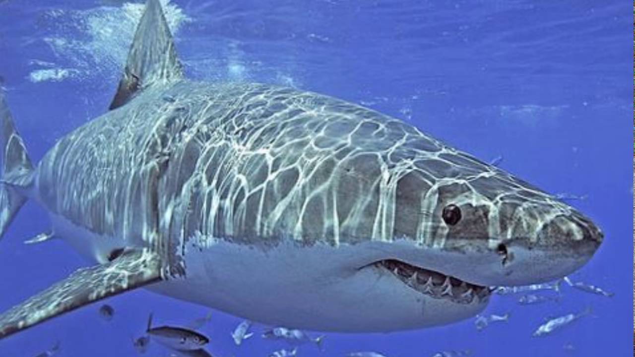 Ep  13 Pete Thorman, Great White Sharks