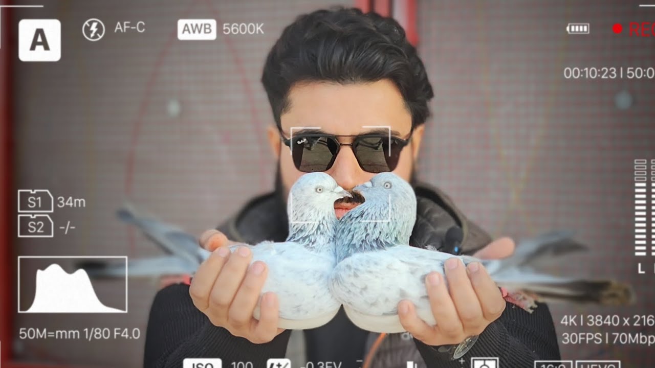 इन कबूतरों को लुटेरे पकड़ लेते हैं | In Kabootaro Ko Lutere Pakad lete Hain | Jaipur Tonk Pigeons