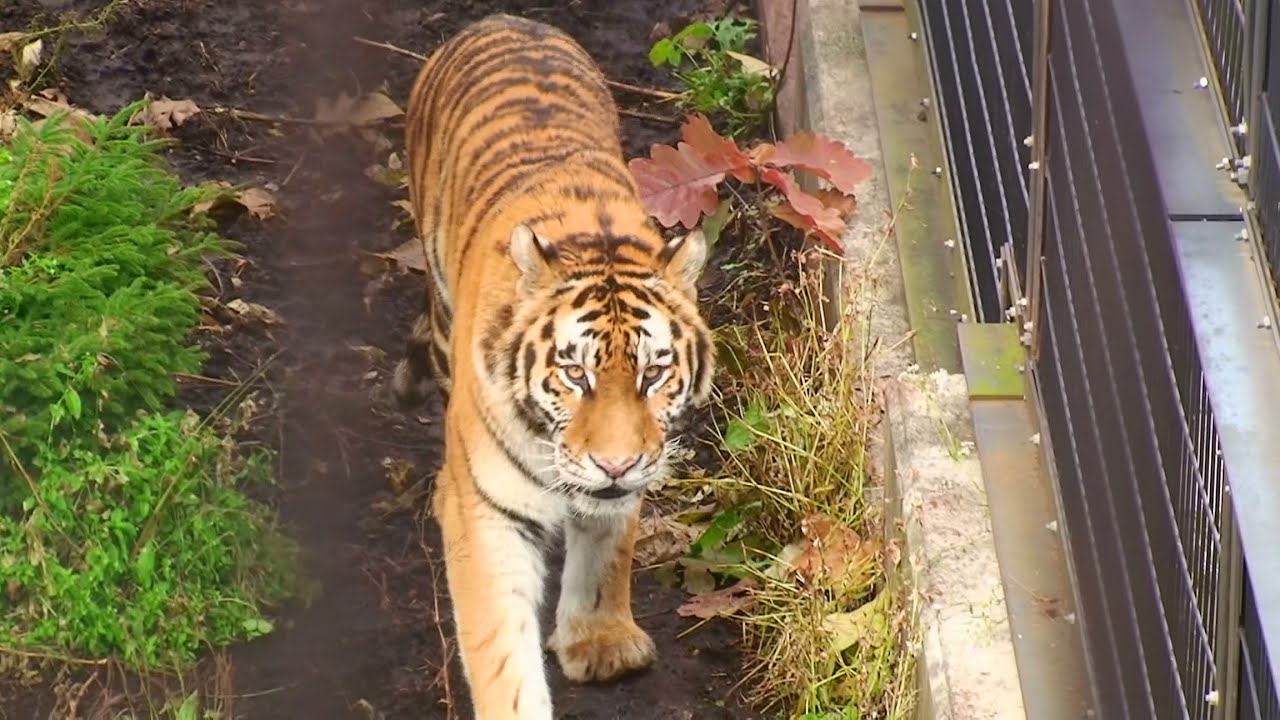 歩き回るザリア - Siberian Tiger 