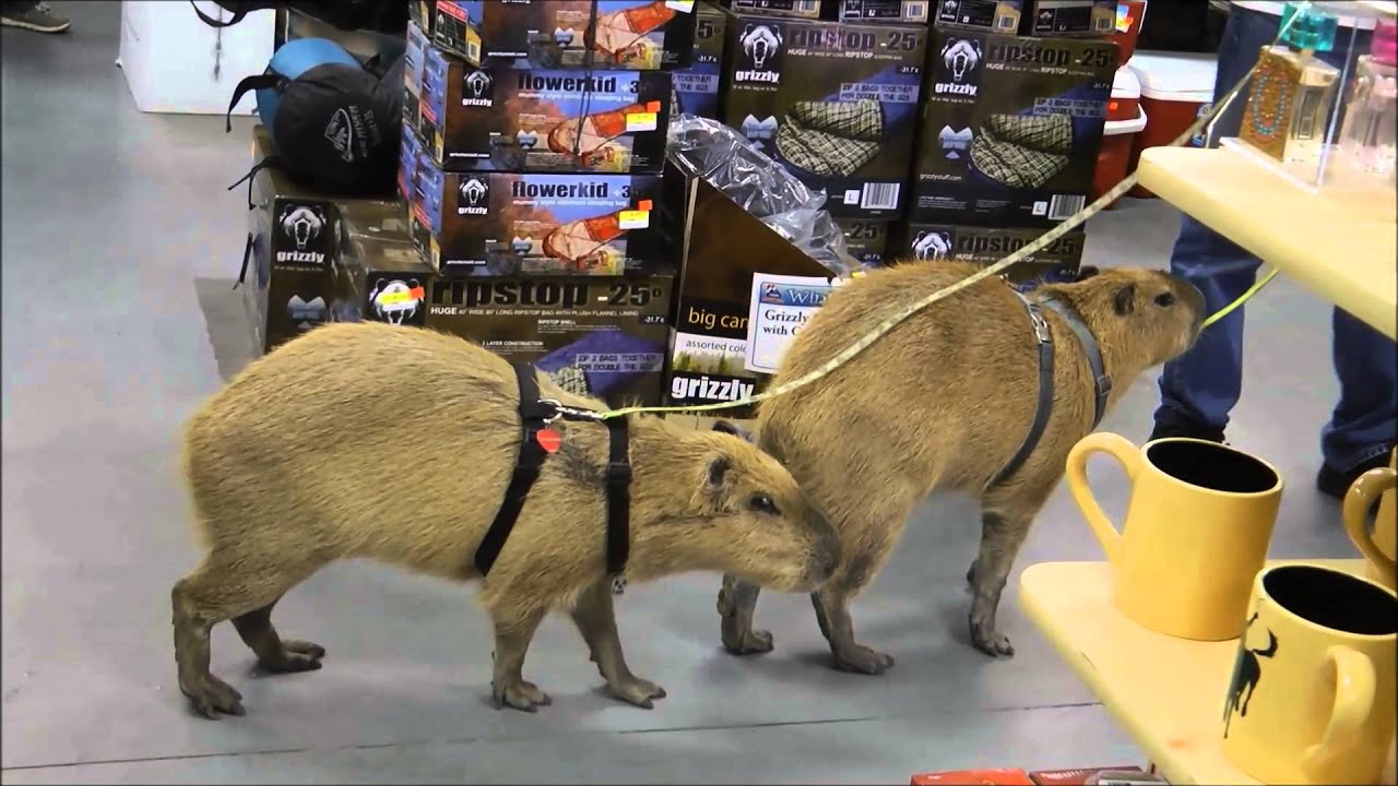 Capybaras Romeo and Tuff'n Go Shopping  カピバラロミオゴーショッピング