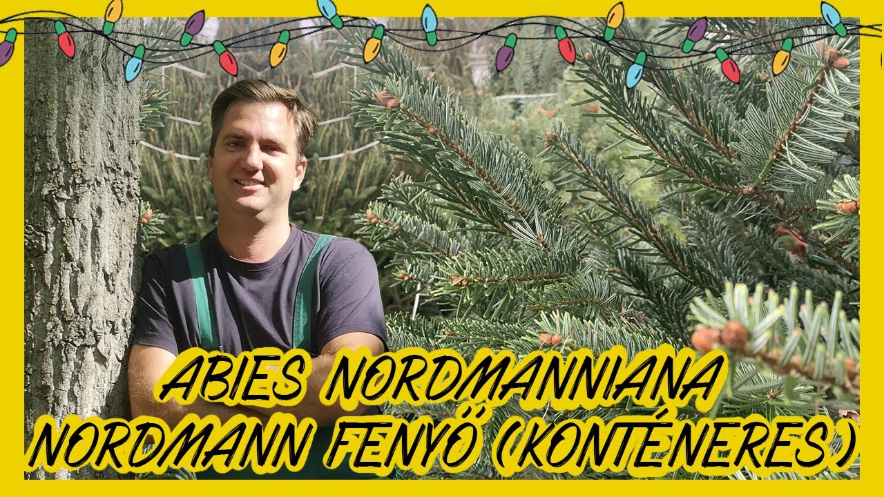 Nordmann fenyő  konténeres (Abies nordmanniana)