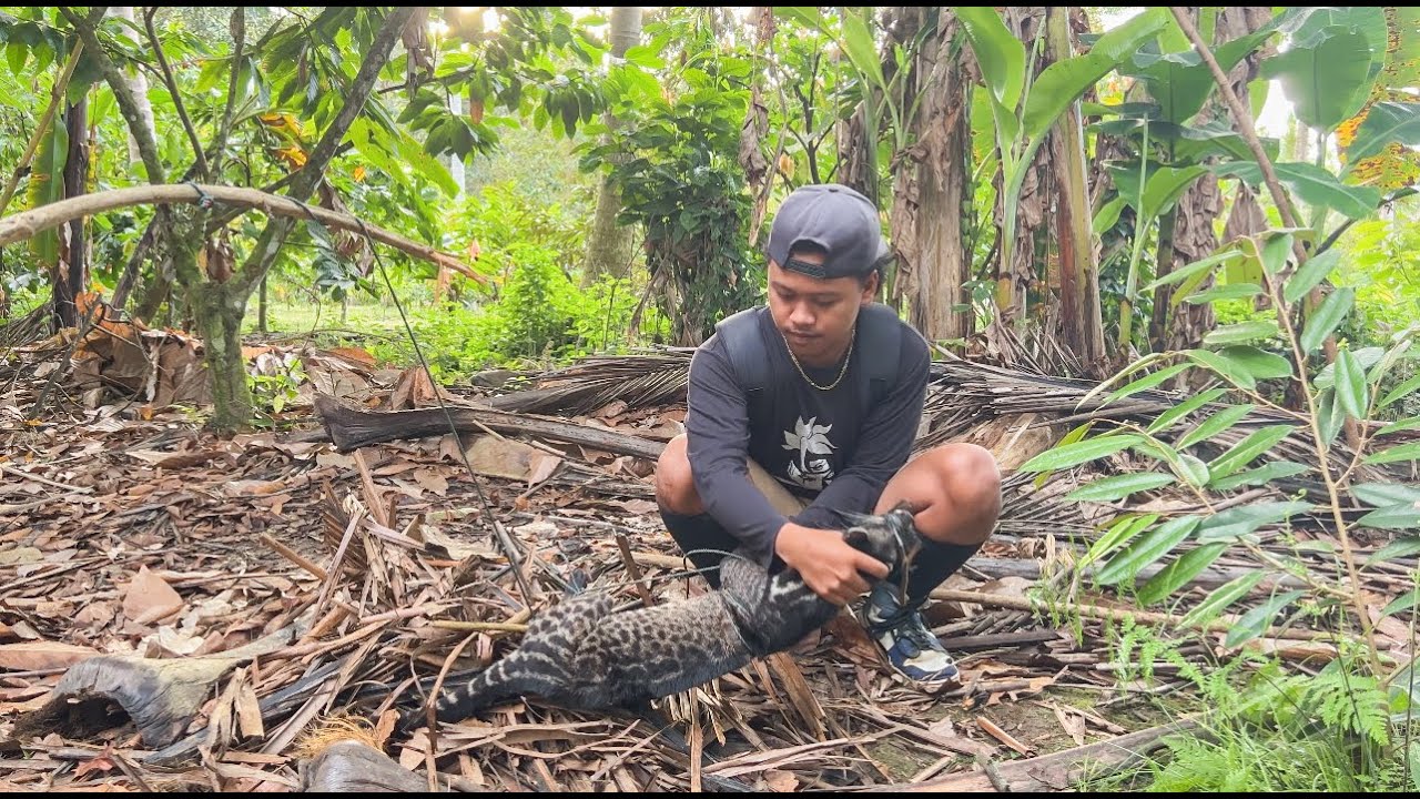5 hari berburu musang pakai berbagai cara jenis jerat dan perangkap sampai dapat!!!! #KOOKIKO