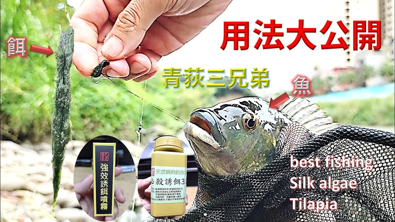 青荻三兄弟用法示範[新鮮的~乾燥的~粉末~你喜歡哪一種??]  How to Use Thread Algae for Fishing