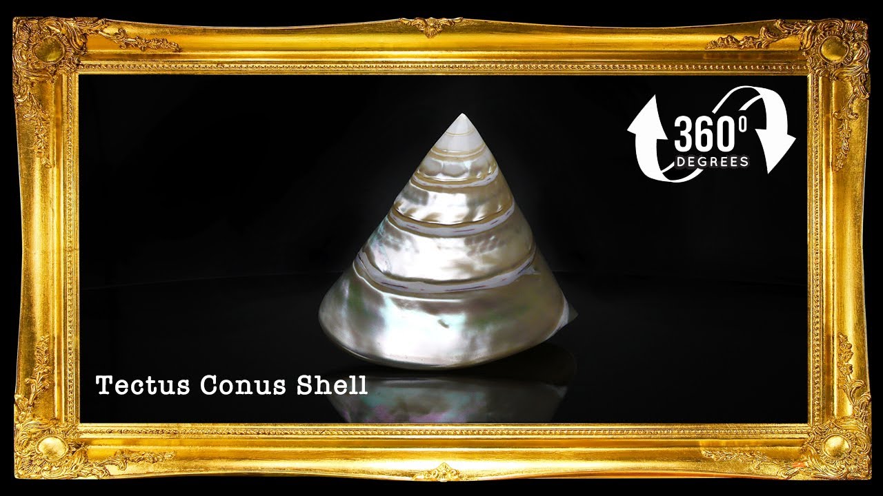 SEASHELLS : Trochus Conus | Tectus Conus Sea shells [360&deg; Video]