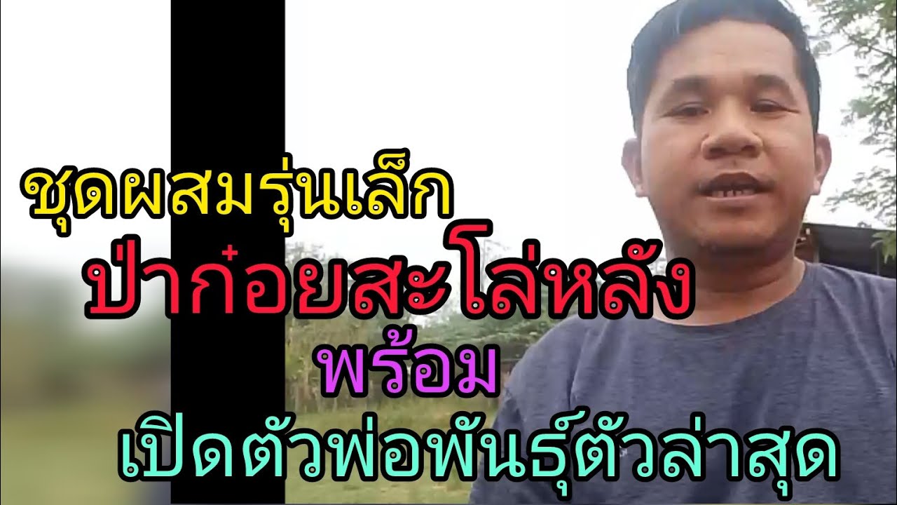 แนะนำไก่พันธุ์พื้นเมืองป่าก๋อยสะโล่หลังเหมาะเเก่การพัฒนา สนใจสายพันธุ์0941693285