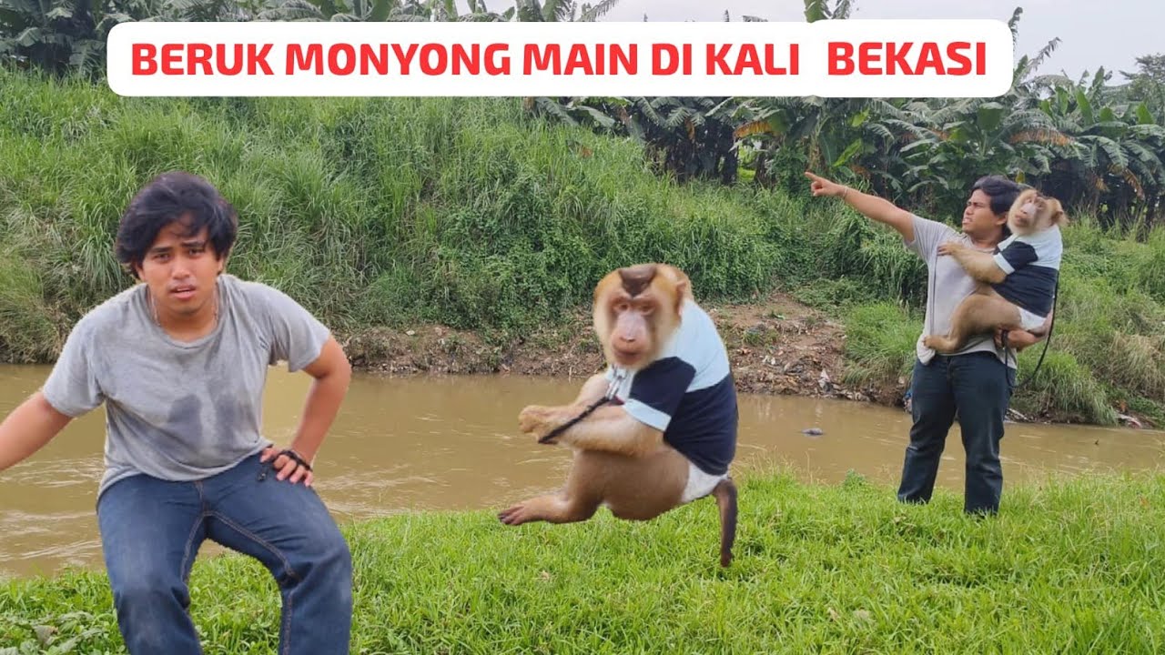 Bawa beruk jumbo ke ujung kali bekasi ‼️