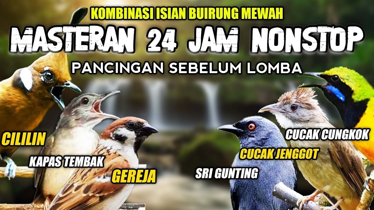 #7 MASTERAN NONSTOP 24 JAM !! MURAI BATU ISIAN KASAR FULL ISIAN TEMBAKAN