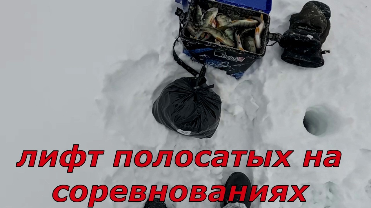 Лифт полосатых, попал на раздачу окуней на соревнованиях. Кубок трёх озёр. Дисквалификация...