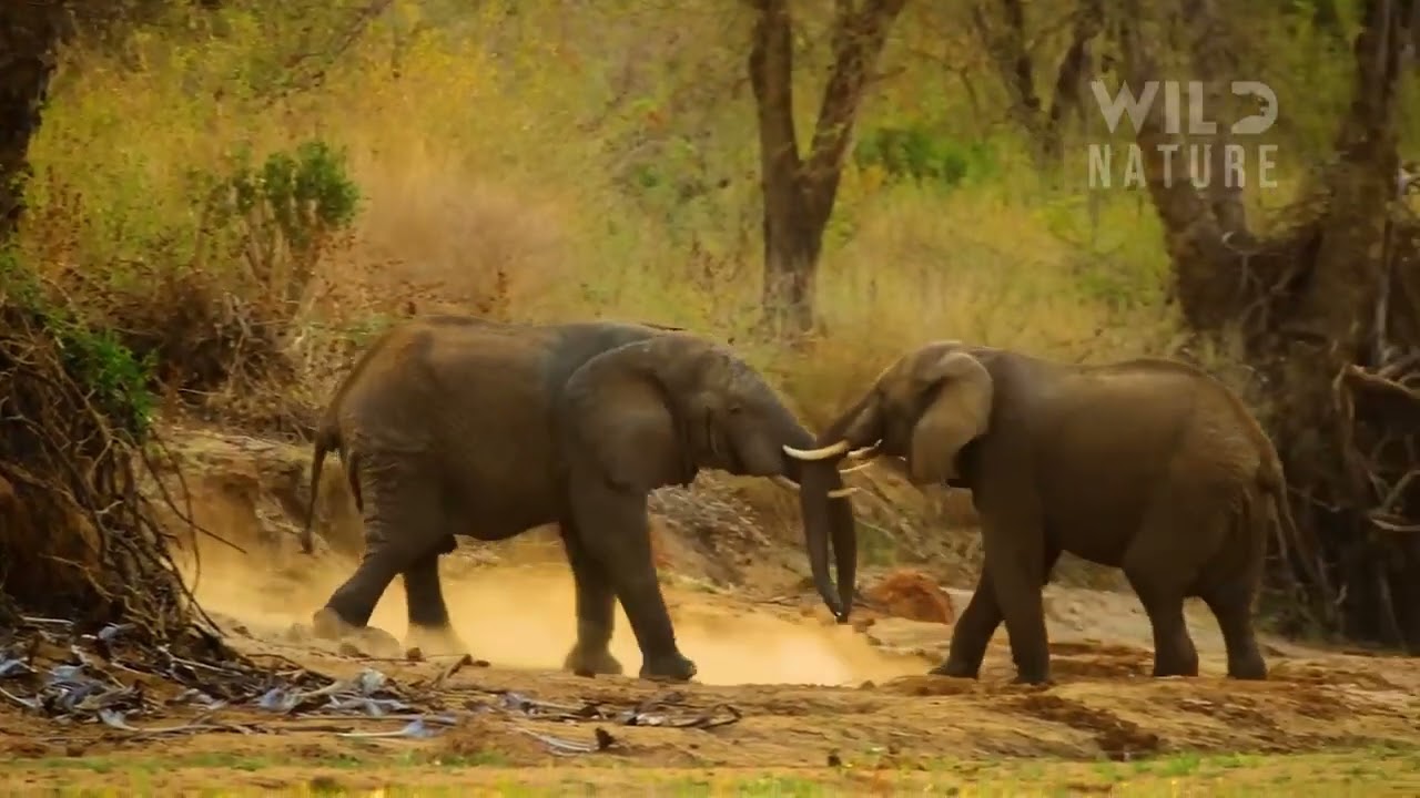 Battle for survival in Predator's territory