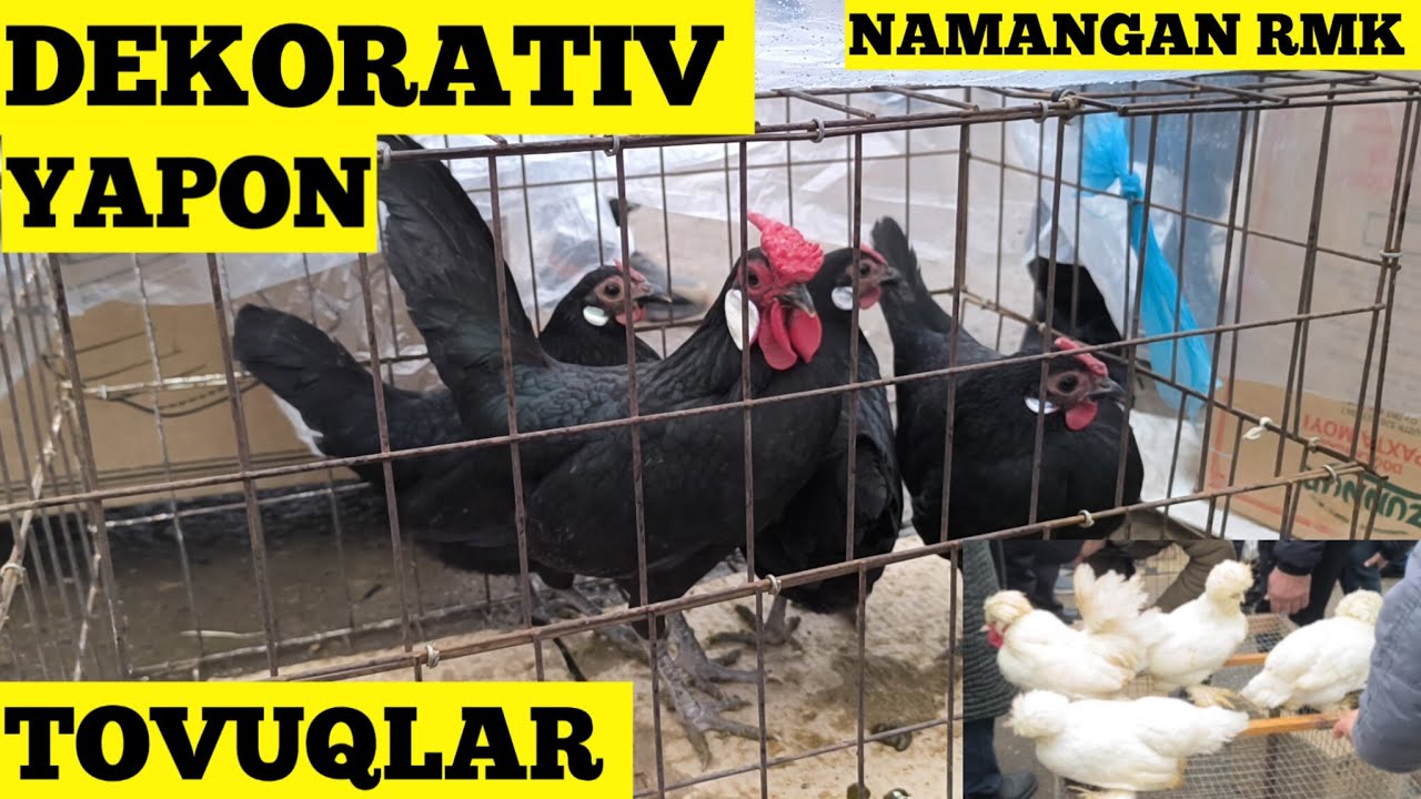 DEKARATIVNI YAPON TOVUQLAR NAMANGAN RMK BOZORI 