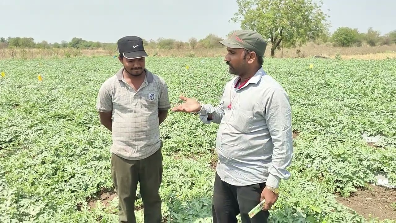 ಕಲ್ಲಂಗಡಿ ಬೆಳೆಯಲ್ಲಿ ಉತ್ತಮವಾದ ಇಳುವರಿ& ರೋಗ  ತಡೆಯುವ ಶಕ್ತಿಇರುವ ಪ್ರಾಡಕ್ಟ್ ಟೀಕಾ ಕ್ರಾಪ್ ಕಿಂಗ್ ರಿಜಾ9538191515
