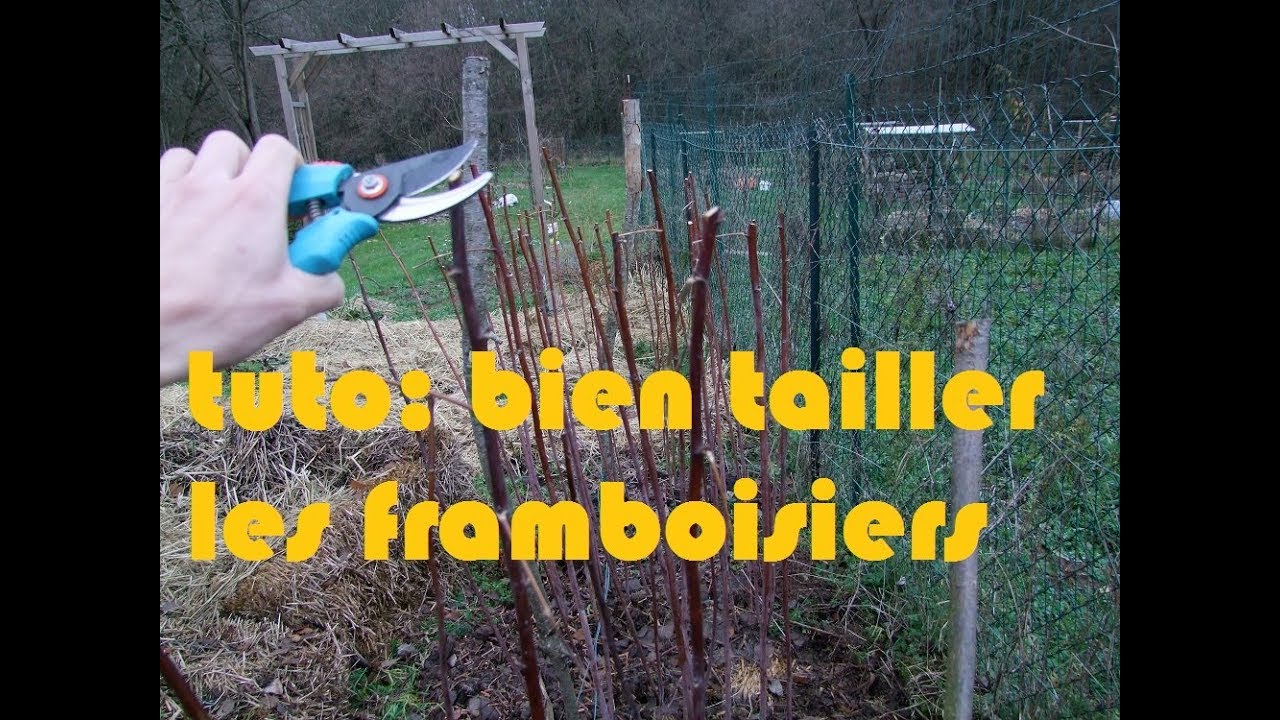 la taille des framboisiers