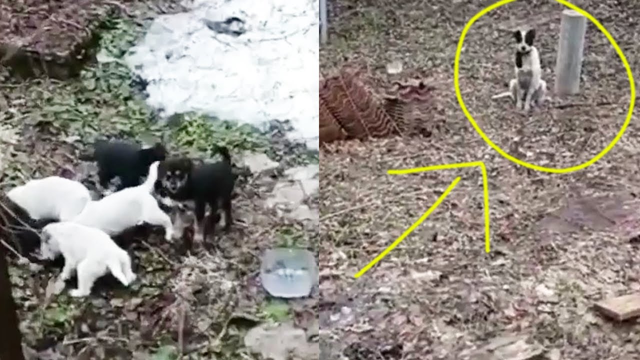 She just stood far away to let me help her sick puppies, she fasted to feed them