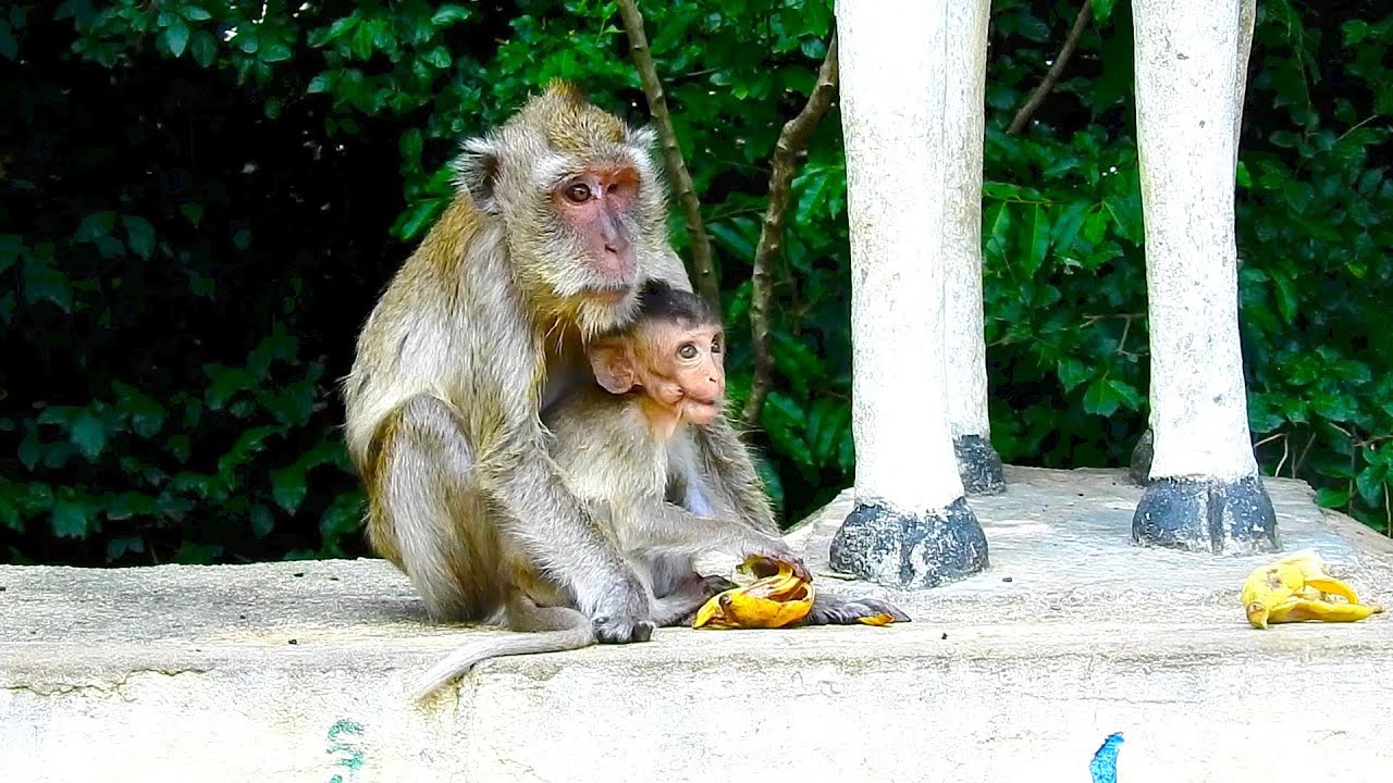 Very Hungry !! Blind Vigo Can Eat Only Banana Peel  very pity Vigo