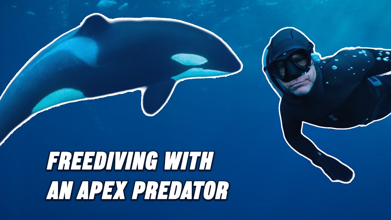 Free Diving with an Apex Predator | Steve Backshall
