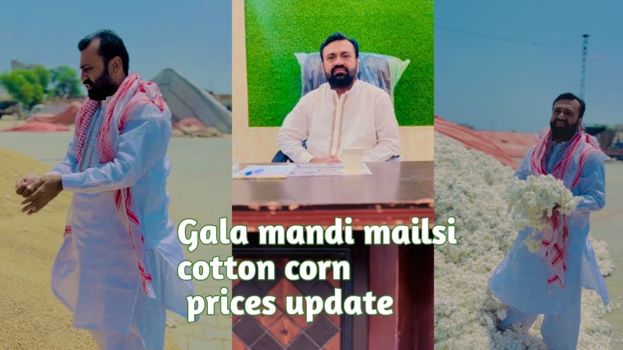 Gala mandi mailsi cotton and corn prices update