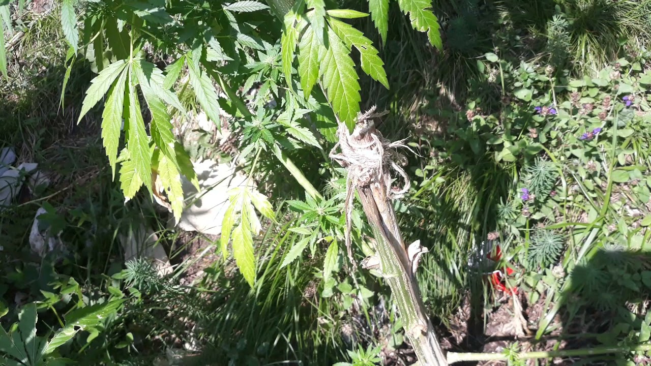 outdoor grow 2020 22kg ertrag cobra sprengte haust&uuml;re verhaftung