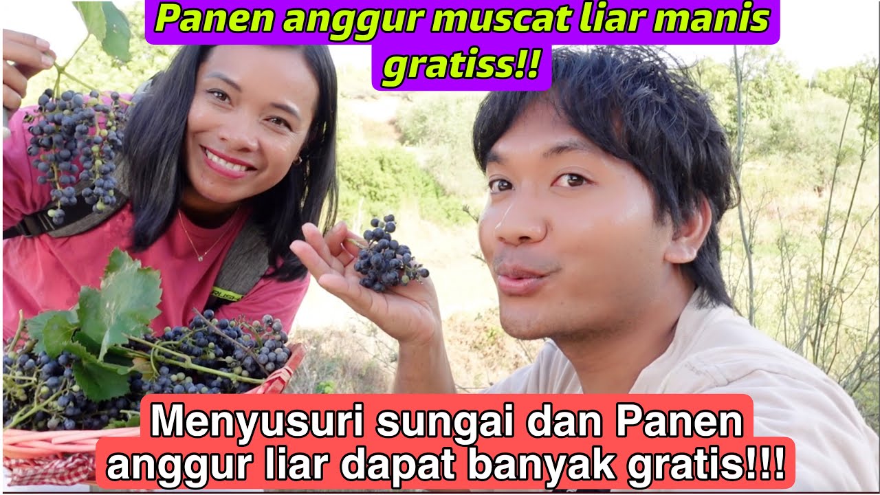 PANEN ANGGUR MUSCAT GRATIS BARENG YANTI GUIXE DAN MENYUSURI SUNGAI!! BONUS BUAH BUAHAN LIAR !!