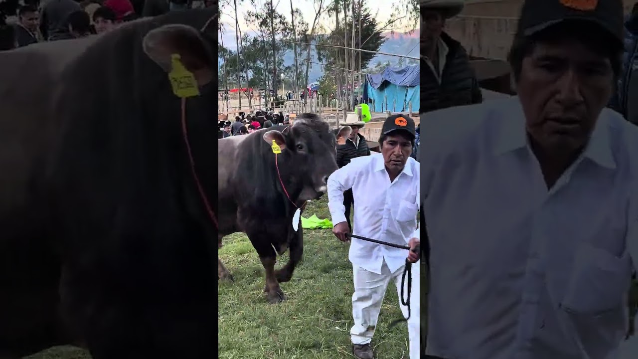 Los consentidos de chota  ￼