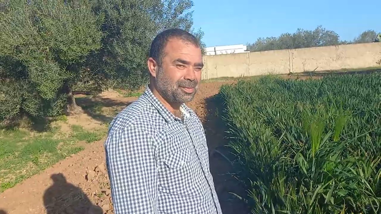 زراعة القمح بالحبة المنستير تونس
