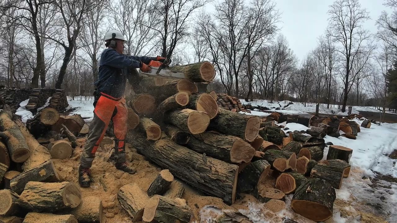 Stihl 462 cutting oak logs #44
